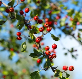 秋天红色小浆果图片